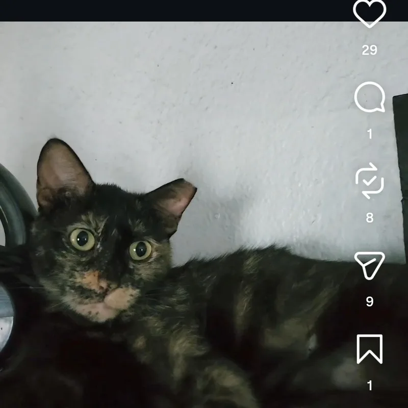Delilah thumbnail 2
