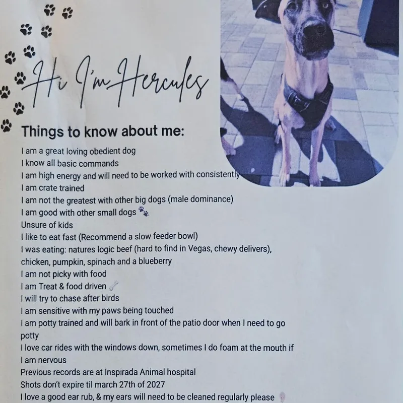 An adult large-sized male Brown / Chocolate German Shepherd Dog dog named Hercules for adoption in Las Vegas, NV