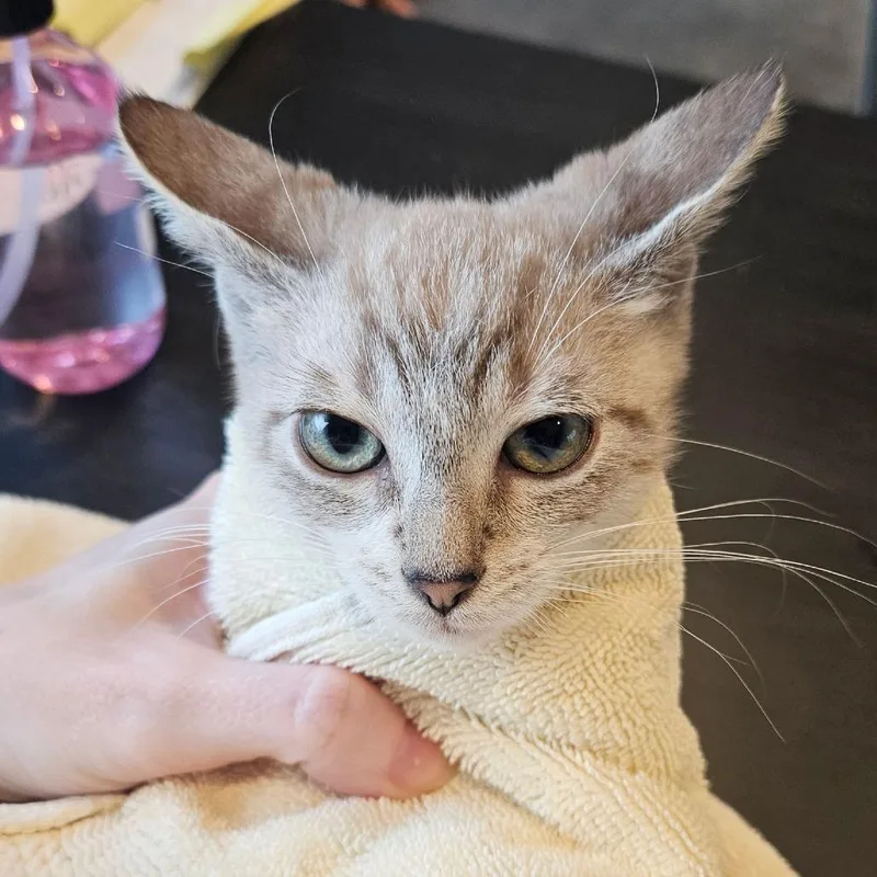 A baby small-sized male Siamese cat named Junior Mint for adoption in Austin, TX