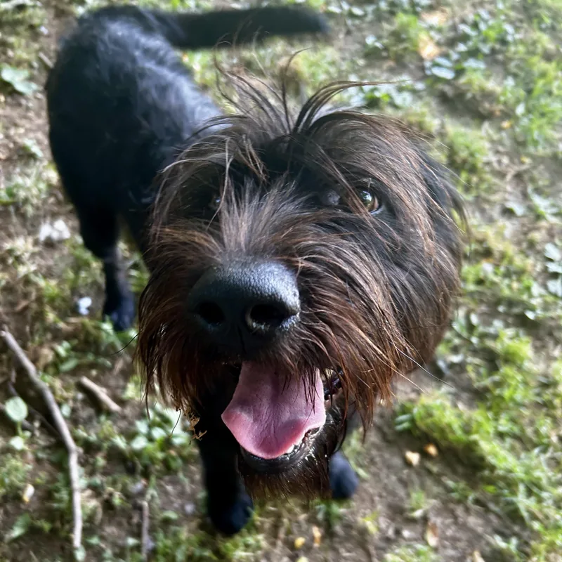 A baby medium-sized male Black Mixed Breed dog named Pickle for adoption in Myerstown, PA