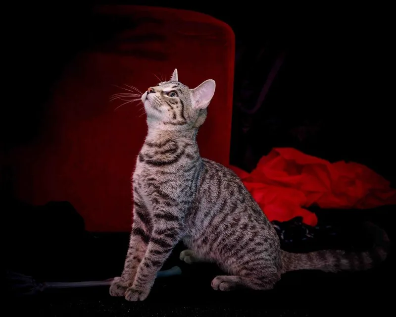 A young medium-sized female Tabby (Buff / Tan / Fawn) Domestic Short Hair cat named Piper for adoption in Jefferson, LA