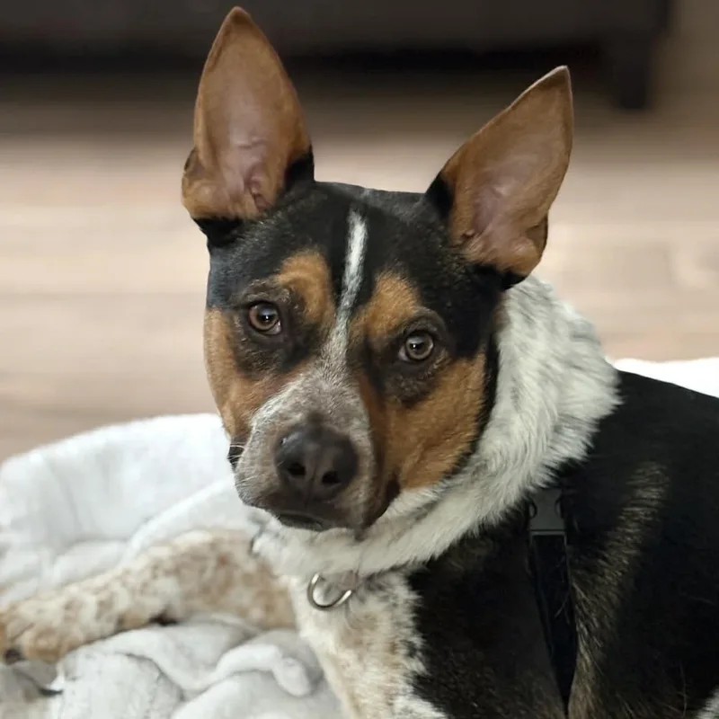 An adult medium-sized male Mixed Breed dog named Gus for adoption in Hilton, NY