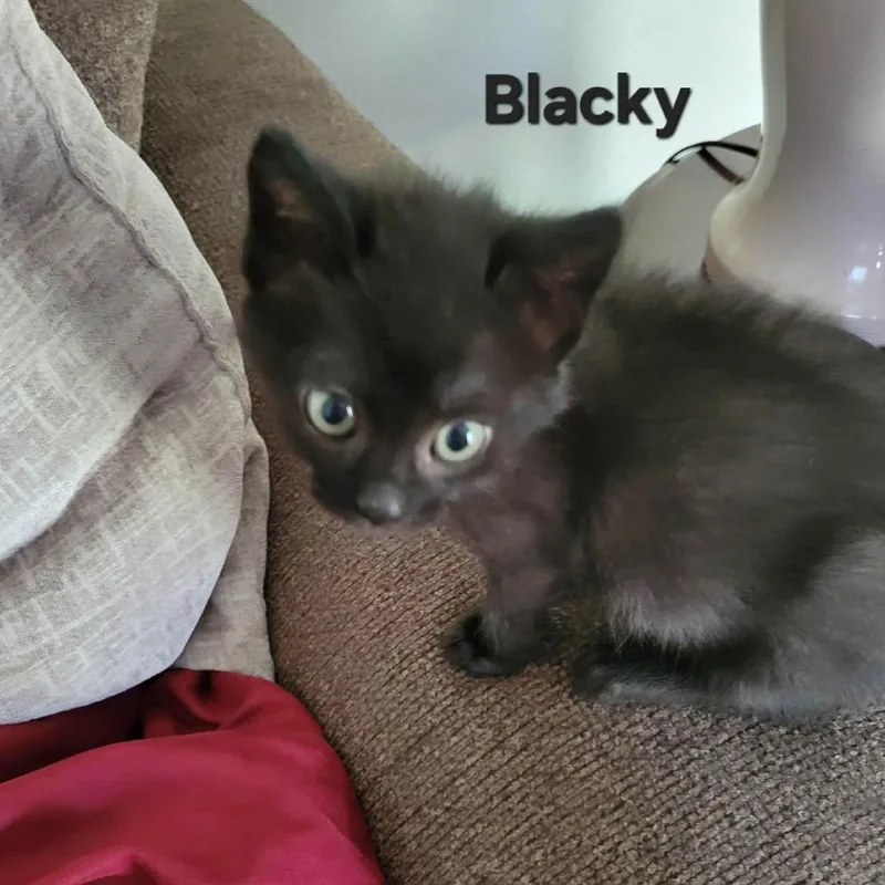 A baby small-sized female Black Domestic Short Hair cat named Blacky for adoption in Ferndale, WA