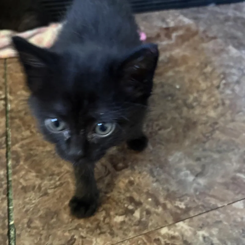 Blacky thumbnail 2