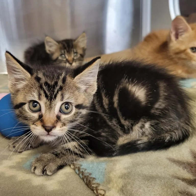 A baby small-sized male Brown / Chocolate Domestic Short Hair cat named Sol for adoption in Lake Panasoffkee, FL