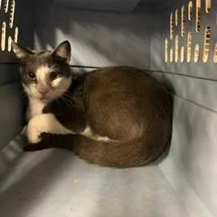 An adult medium-sized male Gray / Blue / Silver Domestic Medium Hair cat named Temper for adoption in Lake Jackson, TX