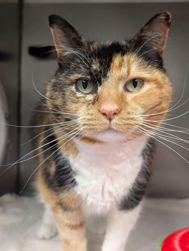 An adult medium-sized female Domestic Short Hair cat named Bella for adoption in Defiance, OH