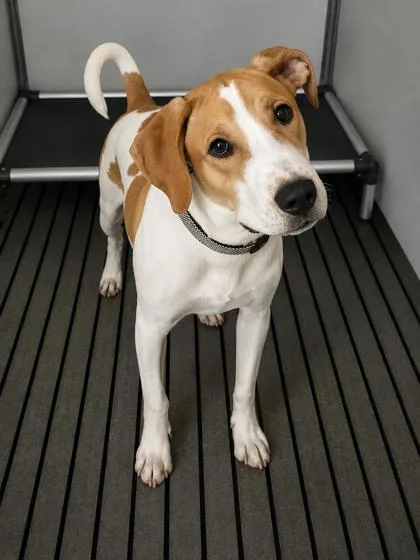 A baby medium-sized male Mixed Breed dog named Noah for adoption in Cumming, GA