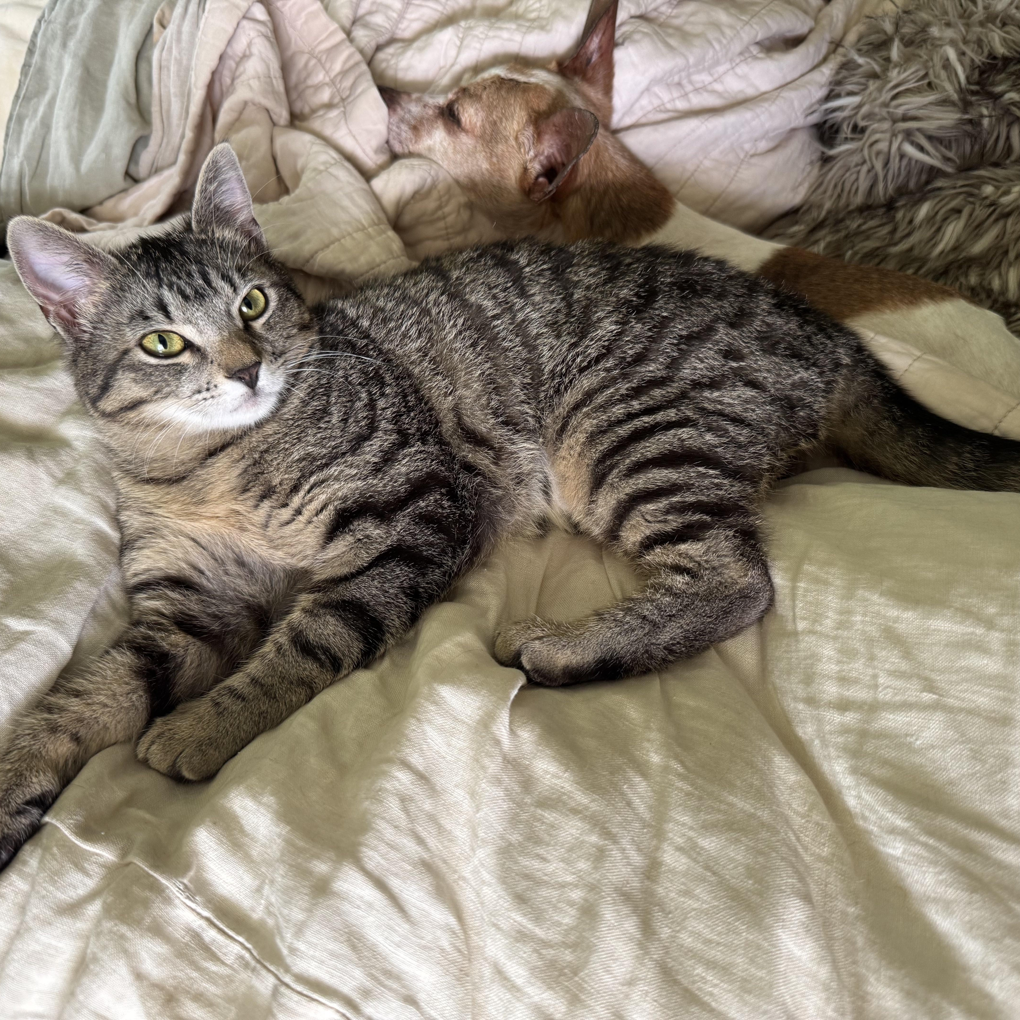 Texas Pete Aka. Petey thumbnail 2