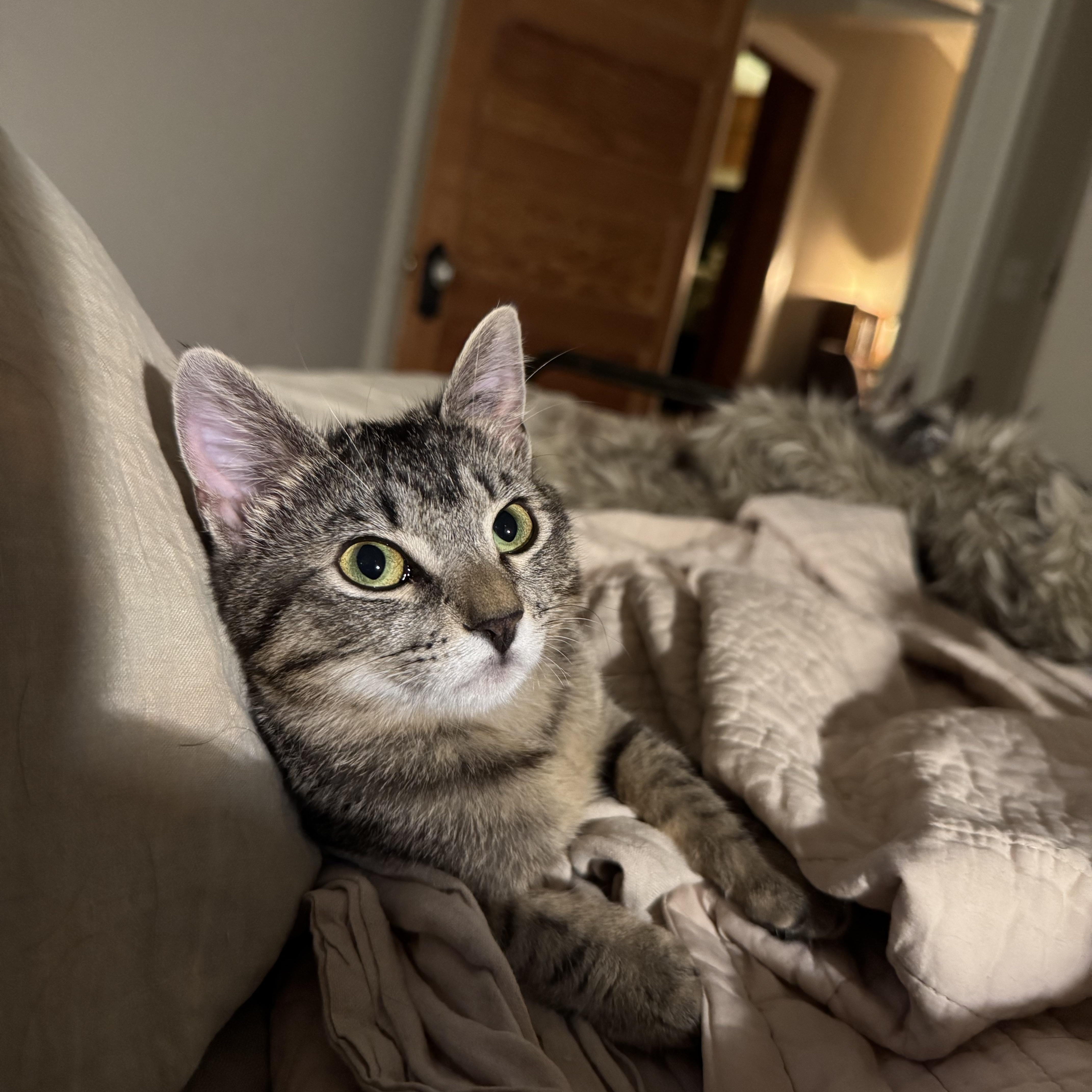 Texas Pete Aka. Petey thumbnail 3