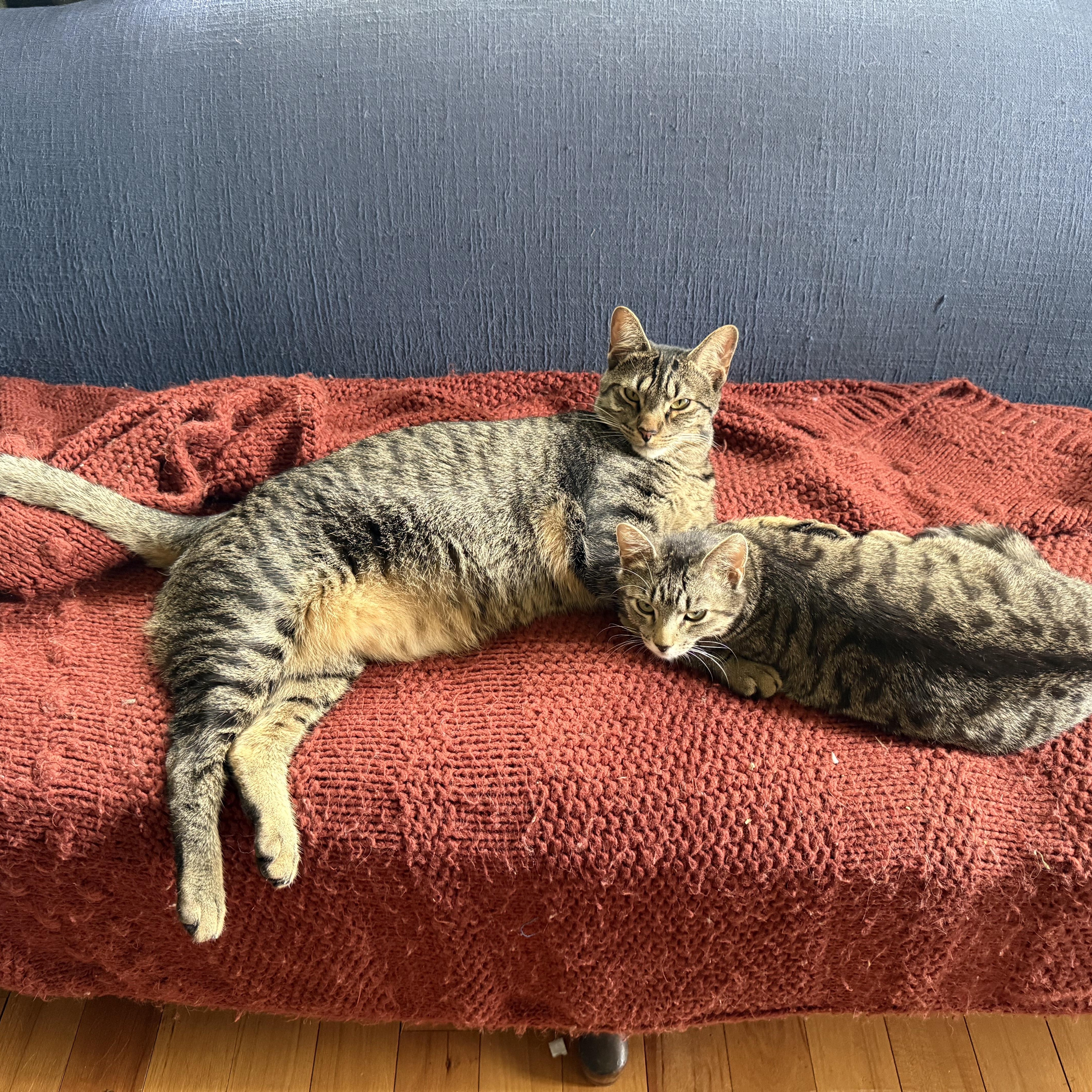 Texas Pete Aka. Petey thumbnail 4