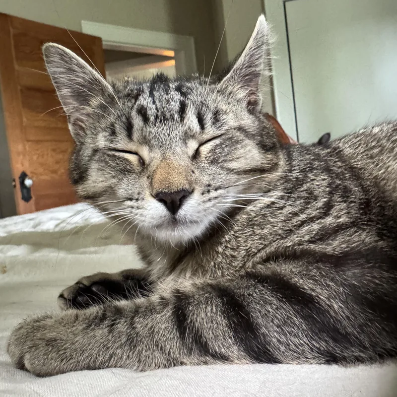 Texas Pete Aka. Petey thumbnail 5