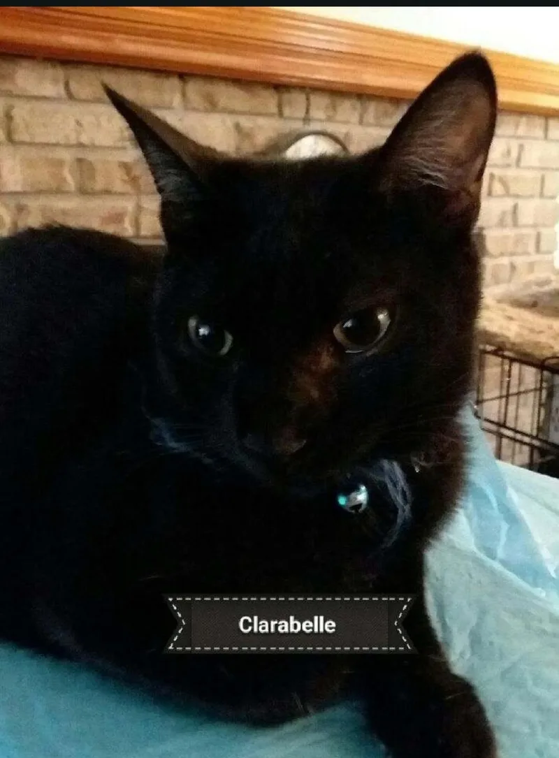 Clarabelle