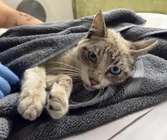 A young small-sized male Domestic Short Hair cat named Freddy for adoption in Riverside, CA
