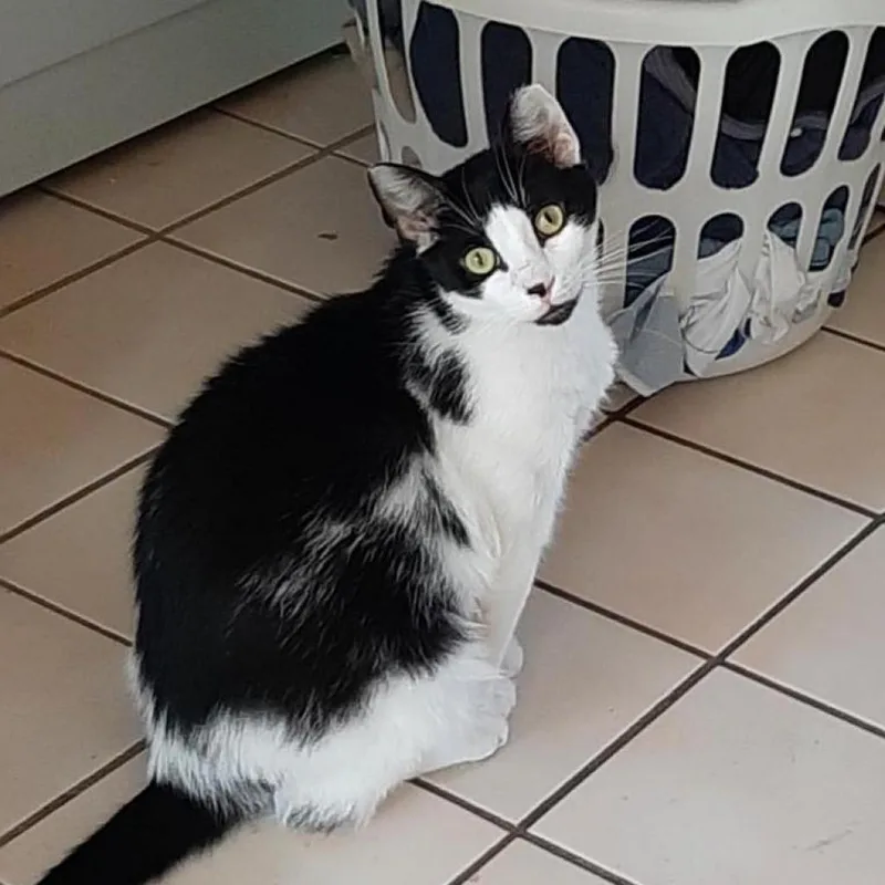 An adult large-sized male White Domestic Short Hair cat named Capt Marvel Hatcher for adoption in Merrifield, VA