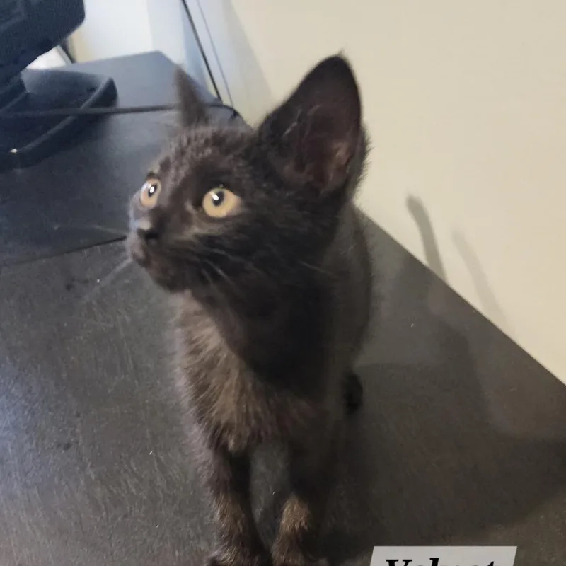 A baby small-sized male Black Domestic Short Hair cat named Velvet for adoption in Carmel, IN