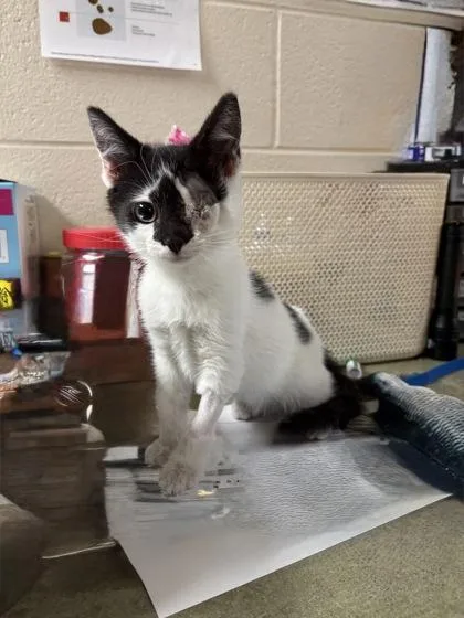 A young small-sized male Domestic Short Hair cat named a Koi Pond for adoption in North Charleston, SC