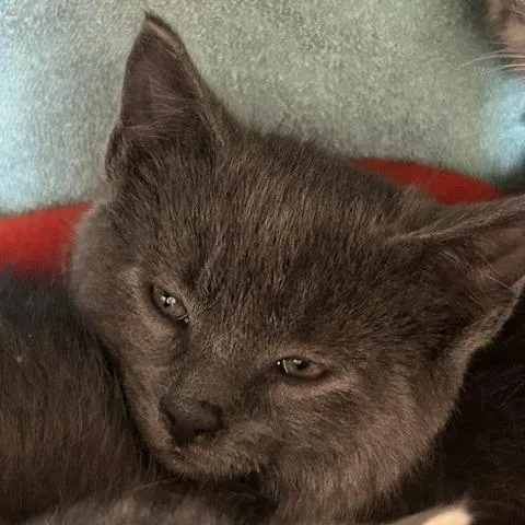 A baby small-sized male Gray / Blue / Silver Domestic Short Hair cat named BacardiTiny Spirit for adoption in Springfield, MA