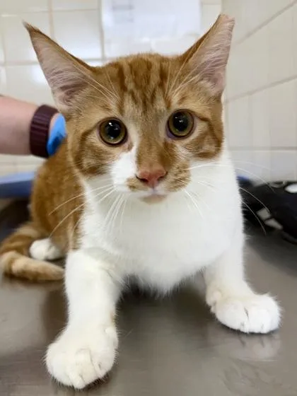 An adult large-sized male Domestic Short Hair cat named Marmalade for adoption in San Antonio, TX