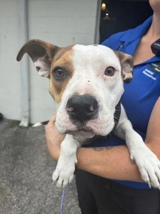 A baby medium-sized female Mixed Breed dog named Dream for adoption in Gainesville, FL