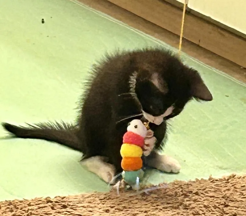 A baby small-sized female Domestic Short Hair cat named Lilac for adoption in Bellingham, WA