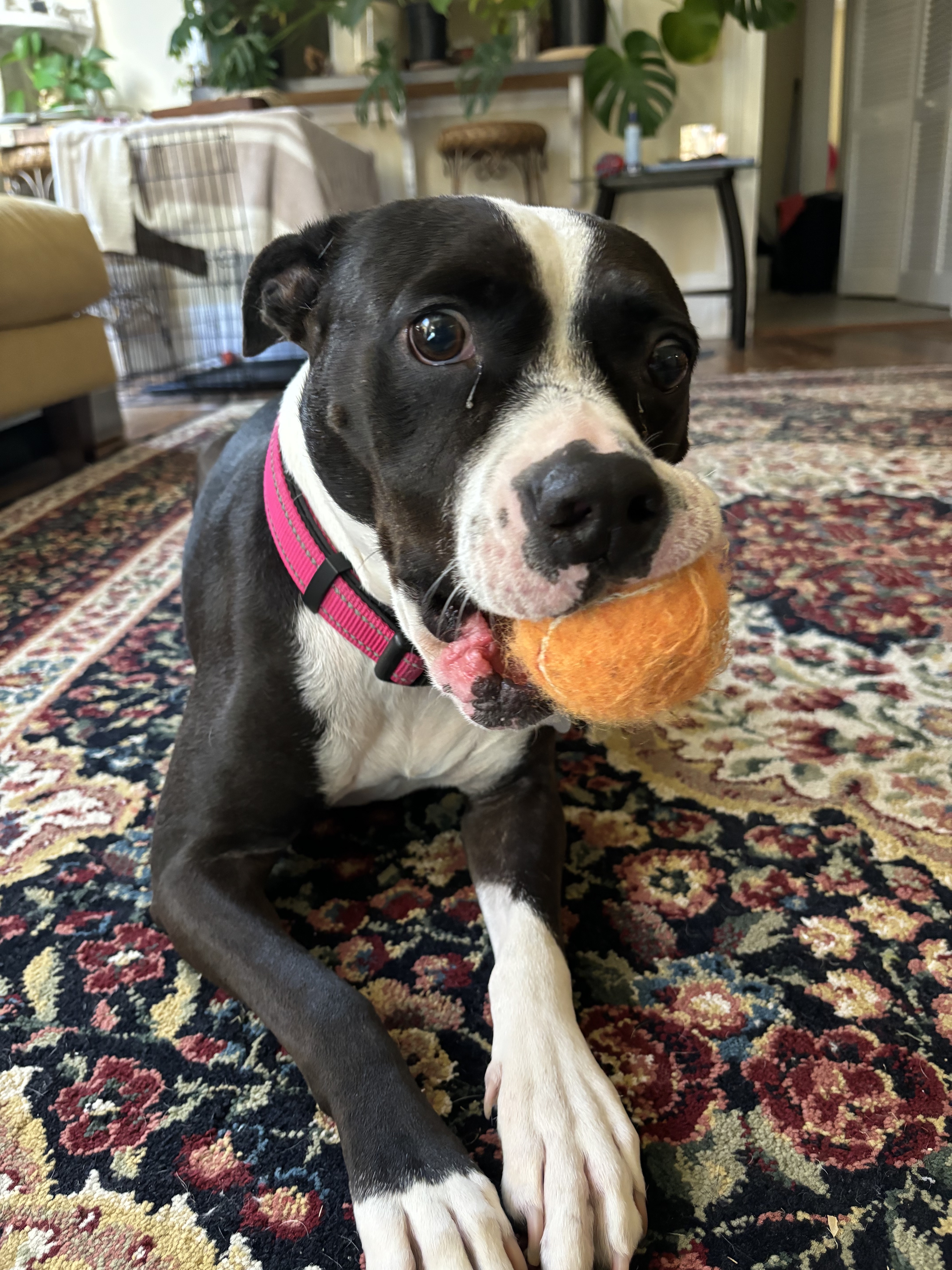 Brooklyn thumbnail 2