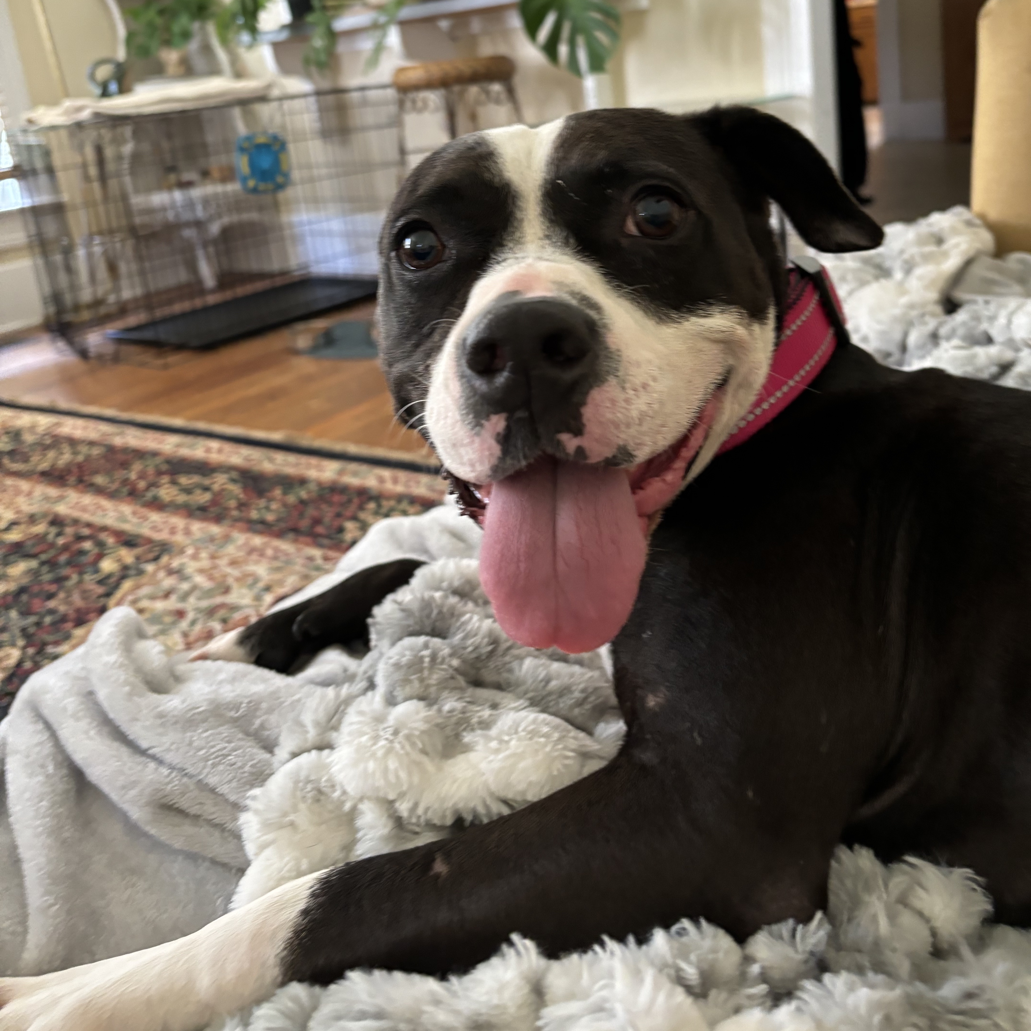 Brooklyn thumbnail 4