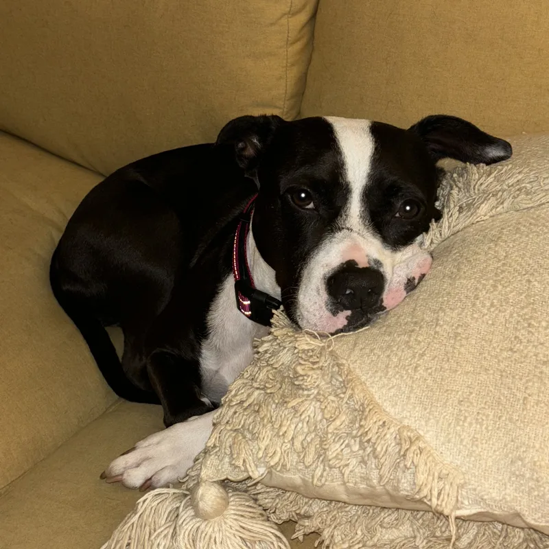 Brooklyn thumbnail 5