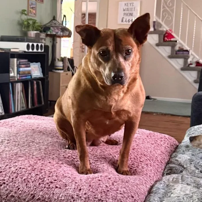 An adult medium-sized female Cattle Dog dog named Espresso for adoption in Philadelphia, PA