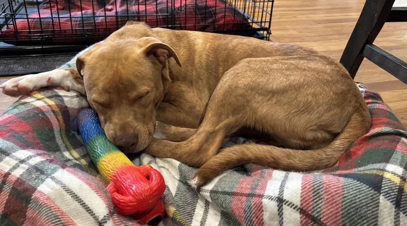 A baby medium-sized female Brindle Catahoula Leopard Dog dog named Caramel for adoption in Chatham, NJ