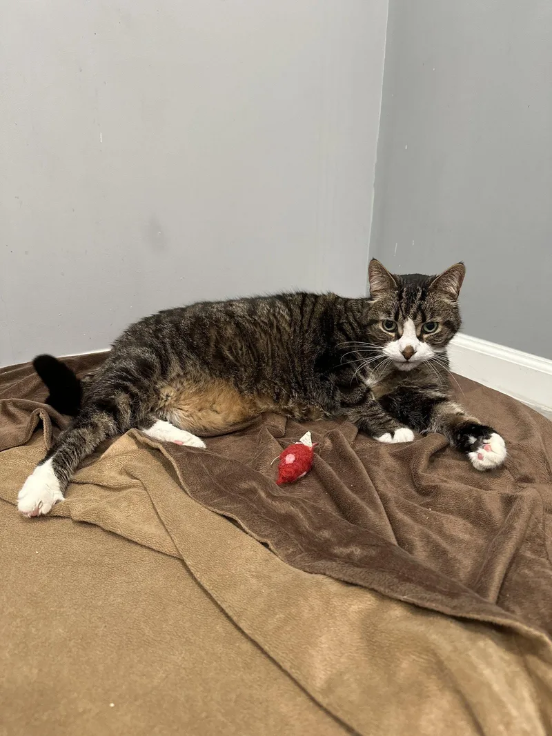 An adult medium-sized male Domestic Short Hair cat named Buddy Bear for adoption in Walled Lake, MI