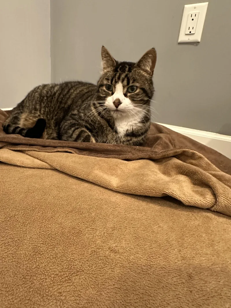 Buddy Bear thumbnail 2