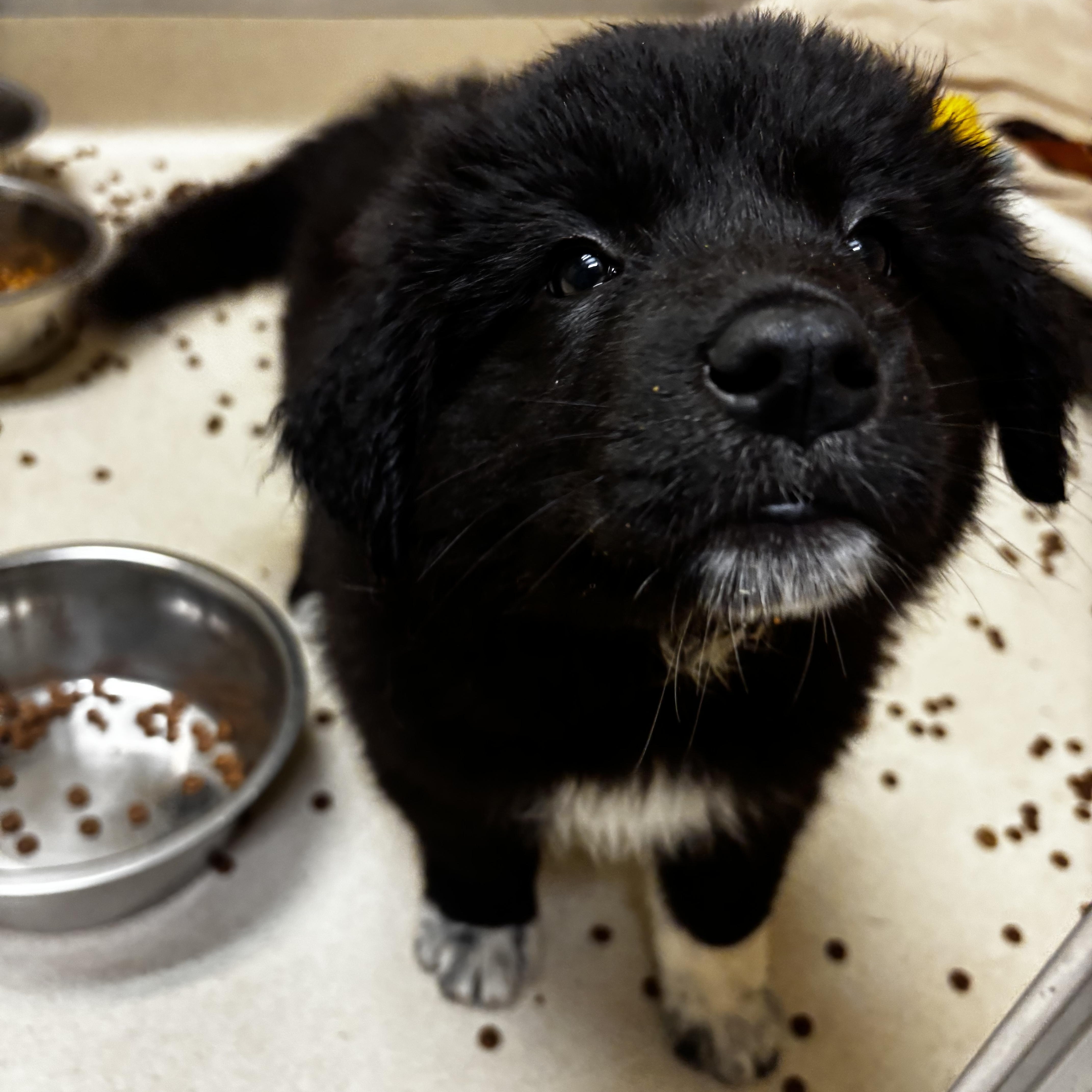 A baby large-sized female Black Border Collie dog named Denali for adoption in Dodgeville, WI