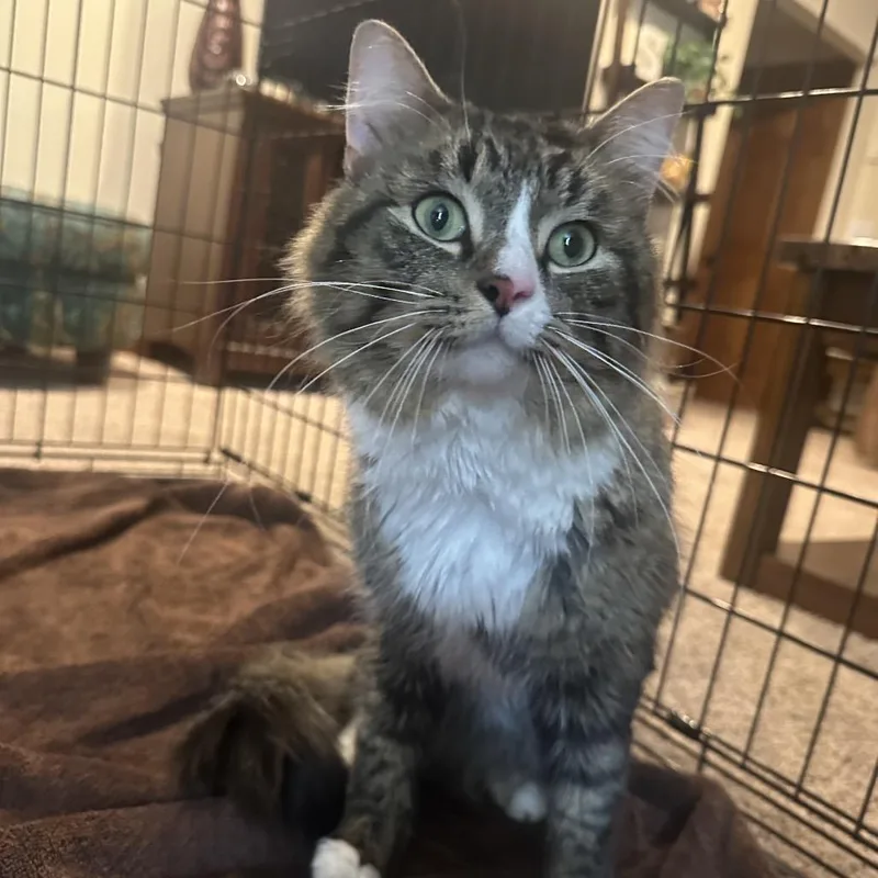 An adult small-sized male Gray / Blue / Silver Domestic Medium Hair cat named Squishy for adoption in Rochester, MN