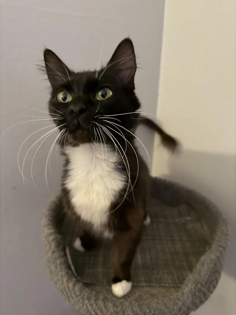 A young medium-sized female Domestic Short Hair cat named Clover for adoption in Long Beach, CA