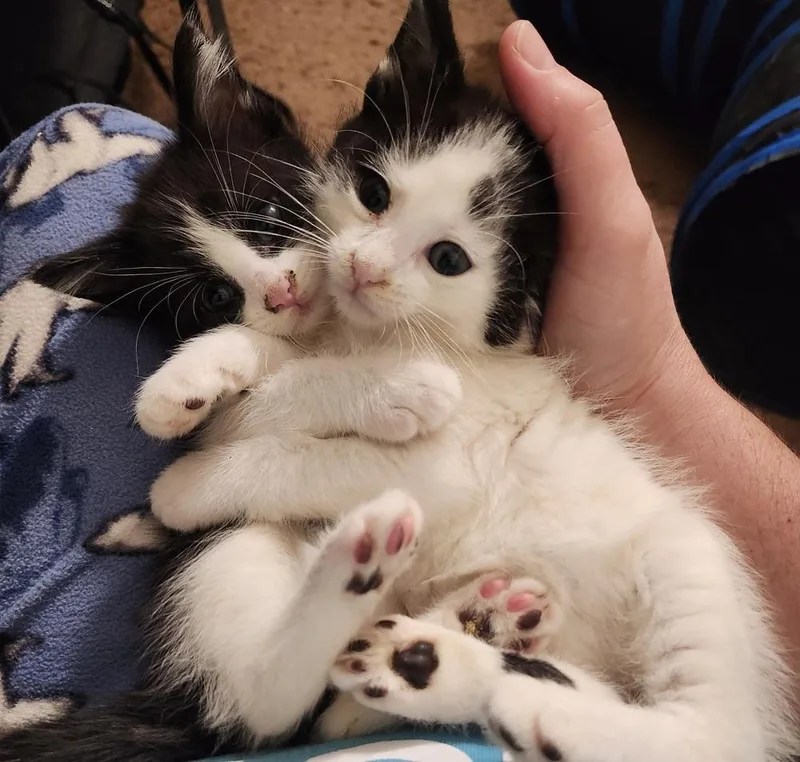A baby small-sized male Black & White / Tuxedo Domestic Short Hair cat named Snoopy for adoption in Virginia Beach, VA