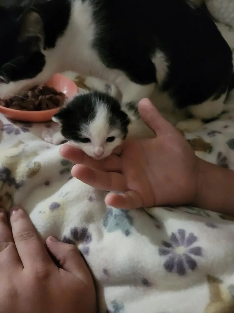 Snoopy thumbnail 4