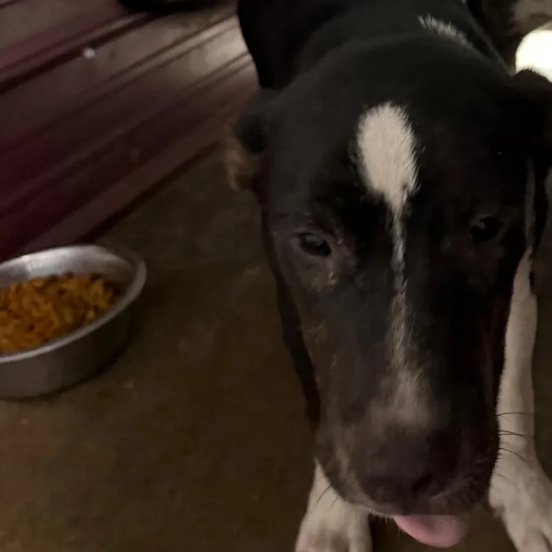 A young medium-sized female Pit Bull Terrier dog named Willow for adoption in Princeton, KY