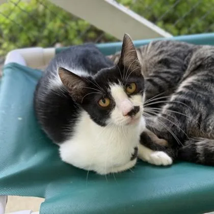 A baby small-sized female Domestic Short Hair cat named Pistachio for adoption in Honolulu, HI
