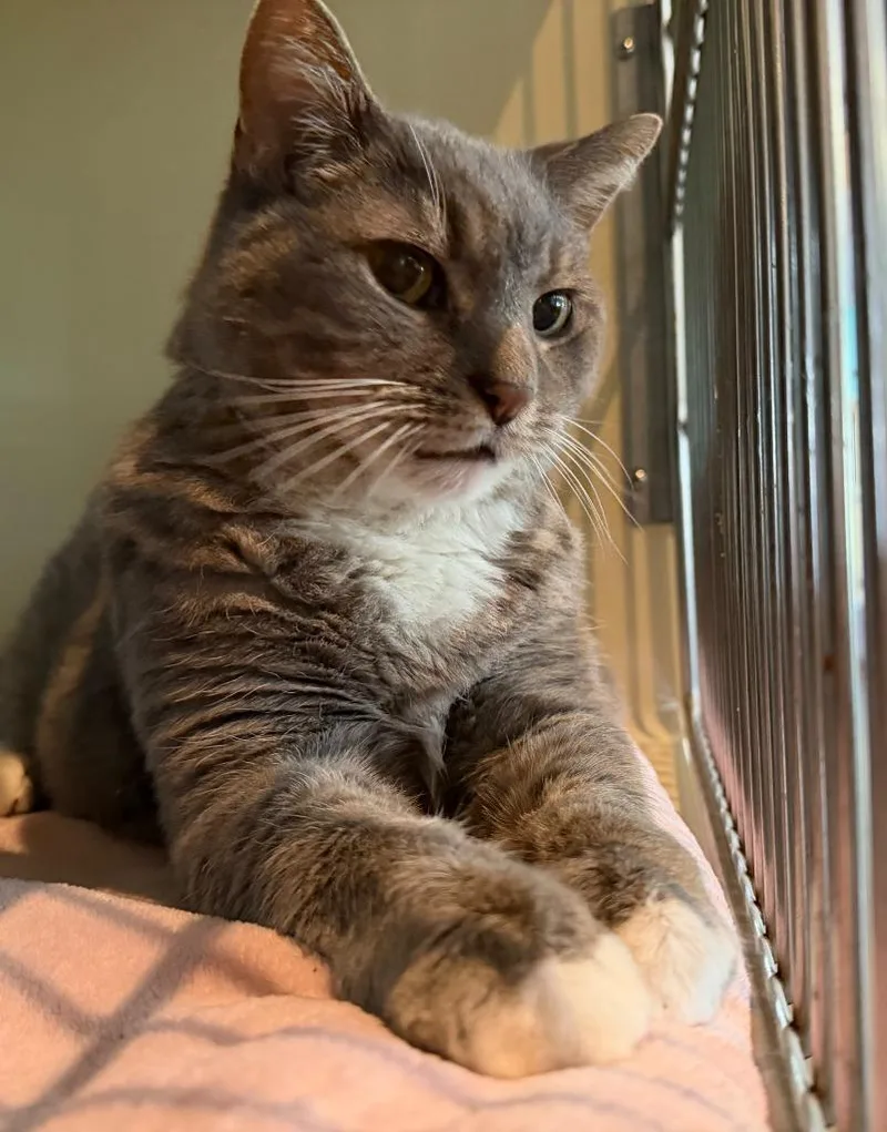 A senior small-sized male Domestic Short Hair cat named Davey for adoption in Hyde Park, NY