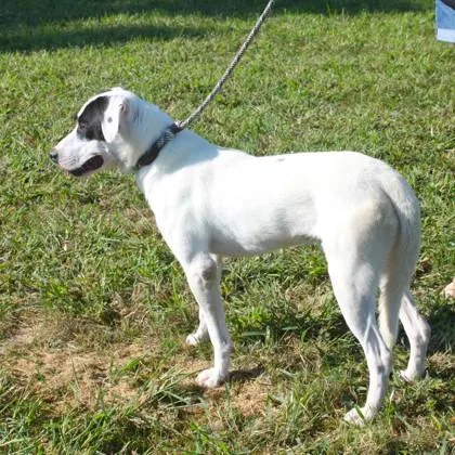 A young medium-sized male Mixed Breed dog named Snoop for adoption in Elk Grove Village, IL