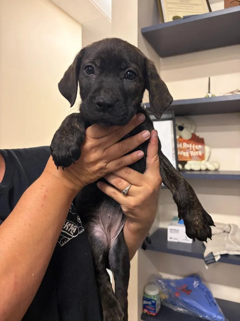 A baby medium-sized female Mixed Breed dog named August for adoption in Portland, IN