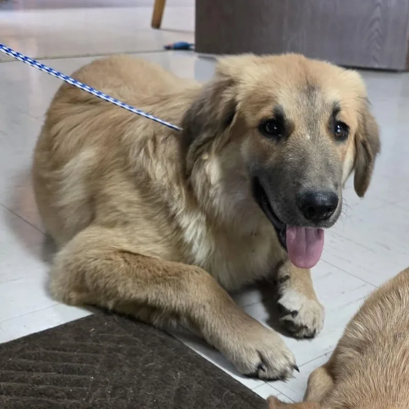 A young medium-sized female German Shepherd Dog dog named Octavia for adoption in Jasper, IN