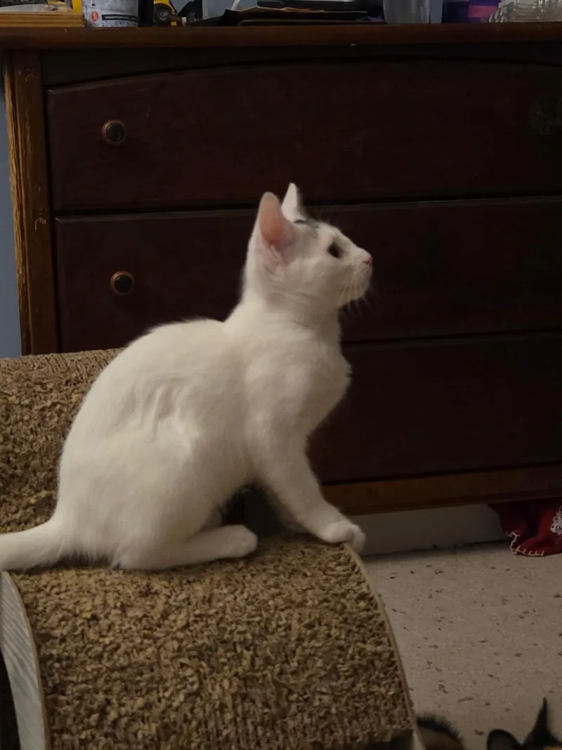 A young medium-sized female Gray & White Domestic Short Hair cat named Ghost for adoption in Burlington, NC