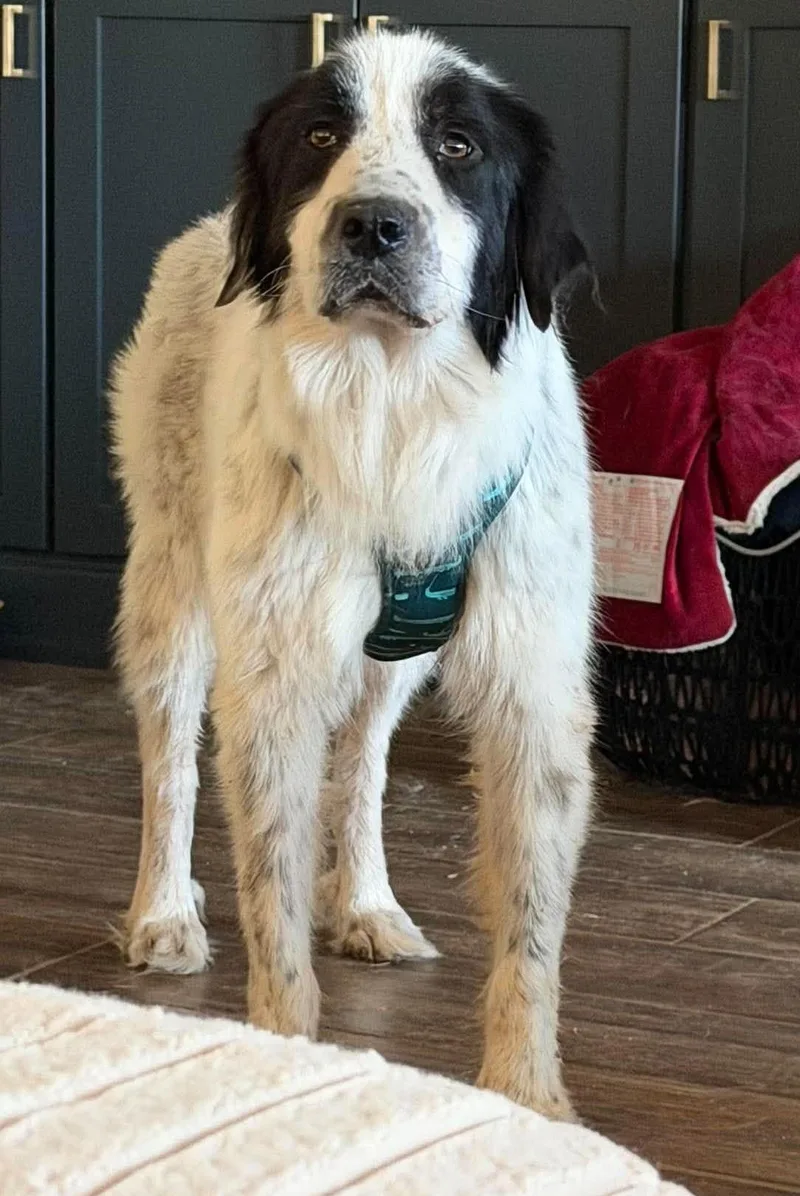 An adult large-sized female White / Cream Great Pyrenees dog named Nelly for adoption in Kiowa, OK