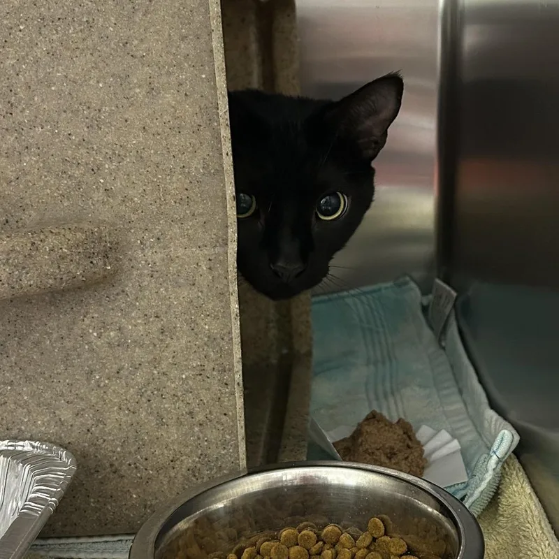 A young large-sized male Black Domestic Short Hair cat named Loki for adoption in Asheville, NC