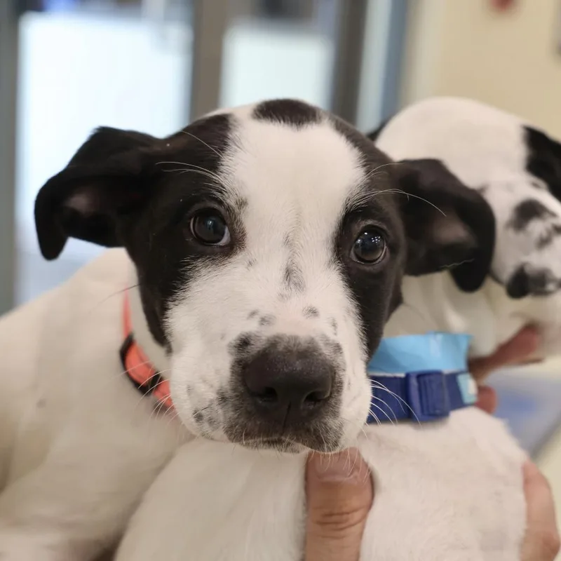 A baby small-sized male White / Cream Pointer dog named Kibou for adoption in Briarcliff Manor, NY