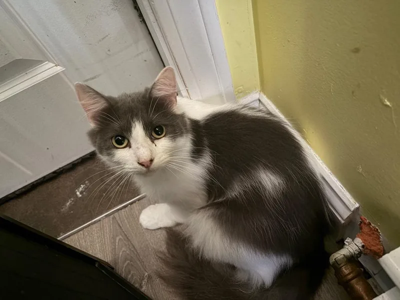 An adult small-sized female Domestic Long Hair cat named Clipper for adoption in Gorham, ME