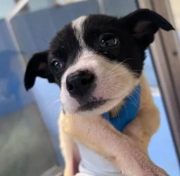 A baby large-sized female Shepherd dog named Tata for adoption in West Chester, PA