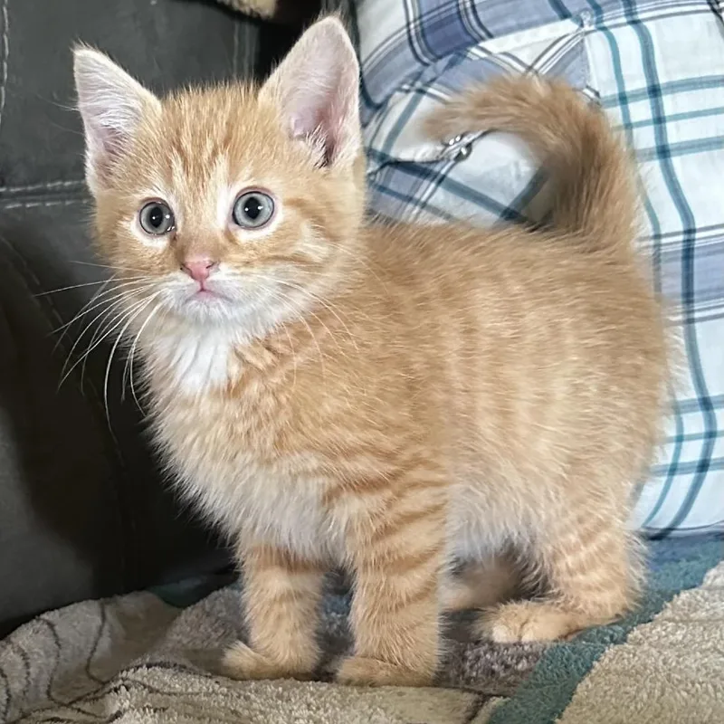 A baby small-sized male Orange / Red Domestic Medium Hair cat named Archie for adoption in Lancaster, OH